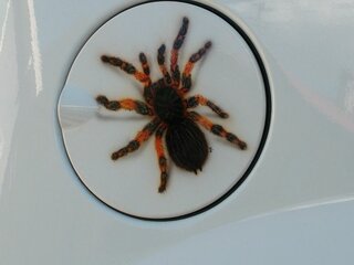 Spinne-Geli-neu-09.jpg