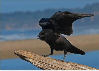 Corax.JPG