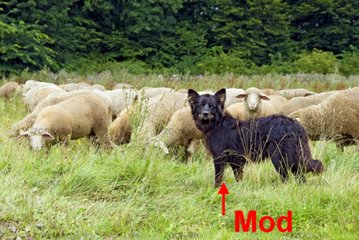Foruenmod und seine Schafe.jpg