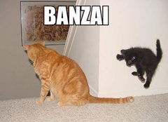 banzai-cat.jpeg