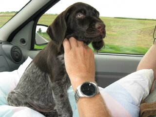 Hund 036.jpg