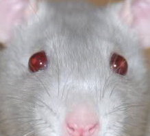 platin_irishrats1.jpg