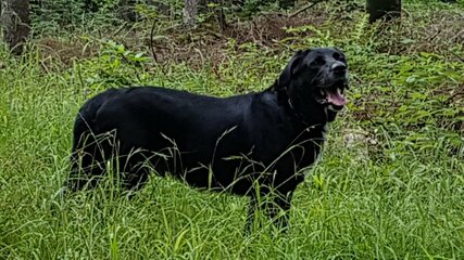 Labrador-Mix Rocky 8J..jpg