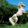 Cavallos