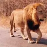 zahal