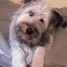 Gummiwolf