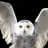 Hedwig