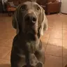 Weimaraner