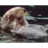LittleOtter