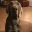 Weimaraner